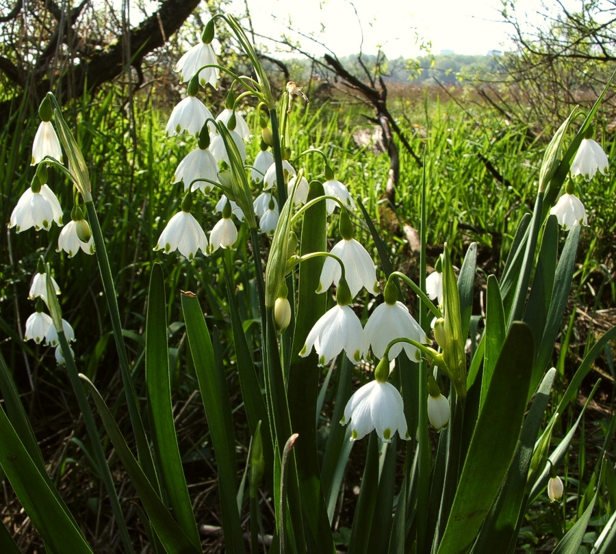 Campanelle maggiori - Leucojum aestivum