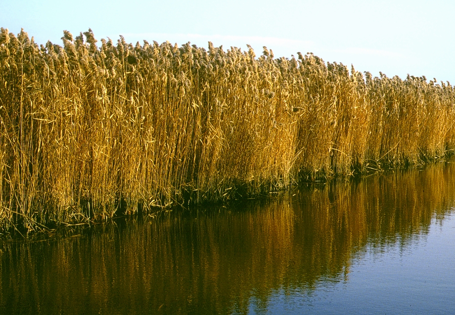 Canneto a Phragmites australis