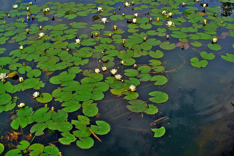 Lamineto a Nymphaea alba