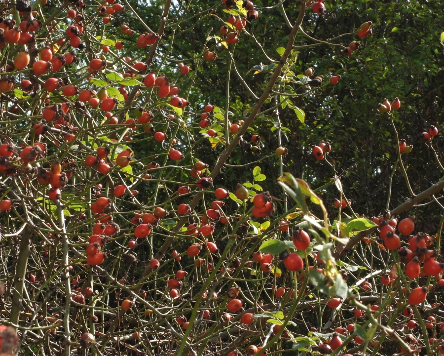 Cespuglio di Rosa selvatica