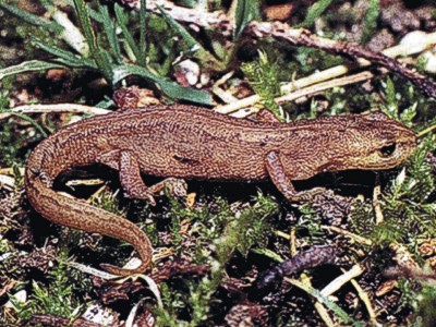 Tritone punteggiato