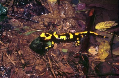 Salamandra pezzata