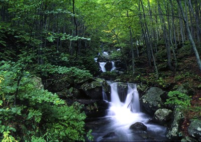 Un torrente nella faggeta