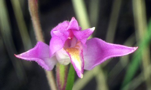 Cefalantera rossa