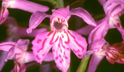 Orchidea di Fuchs