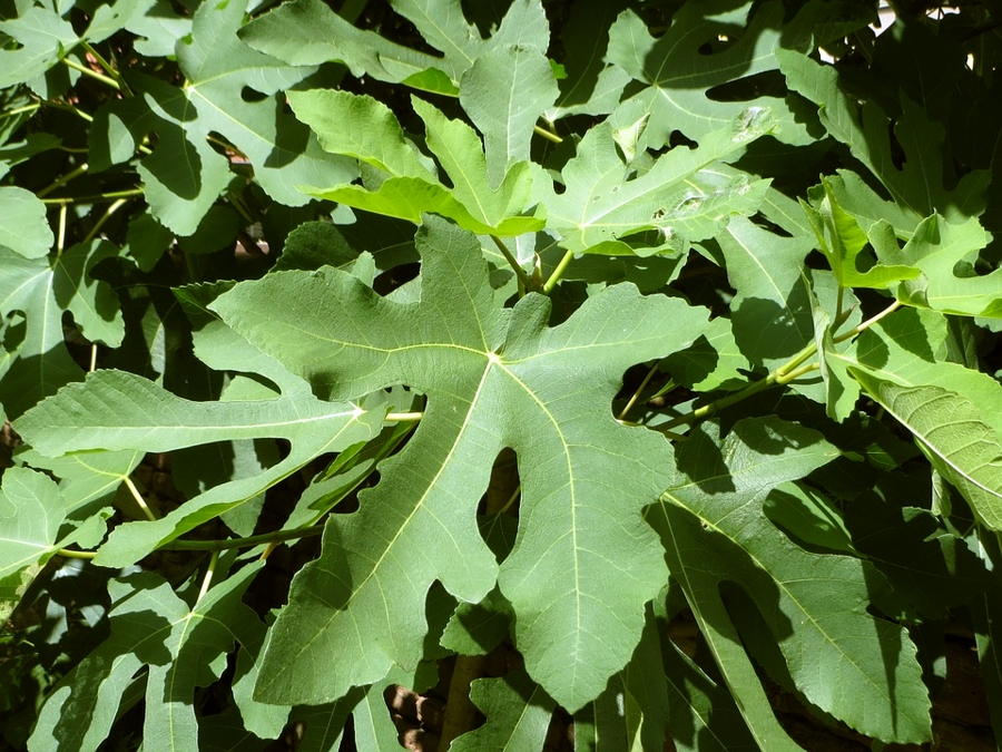 Fico comune - Ficus carica